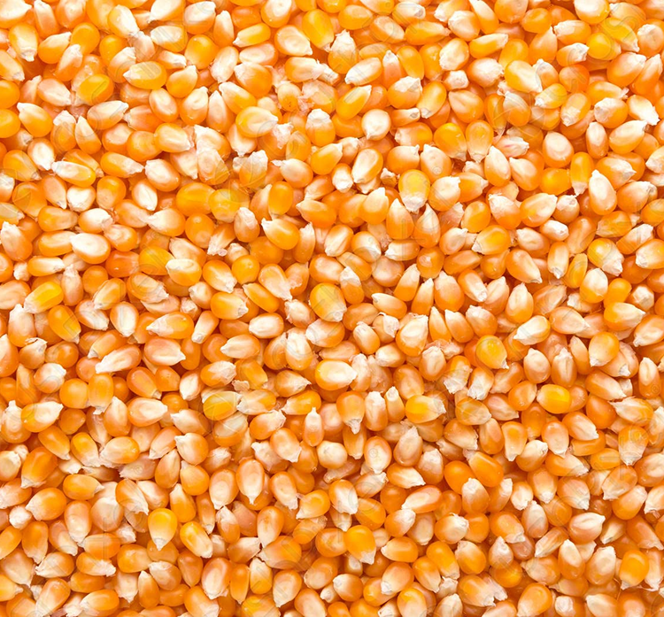 Maize